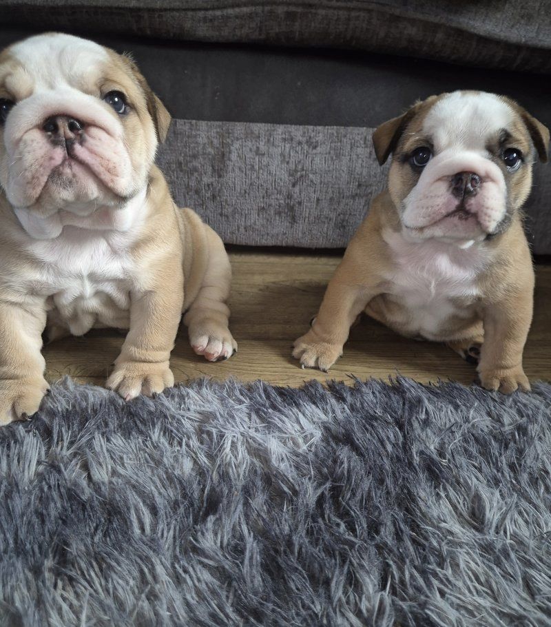 Ausgebildete Englische Bulldogge