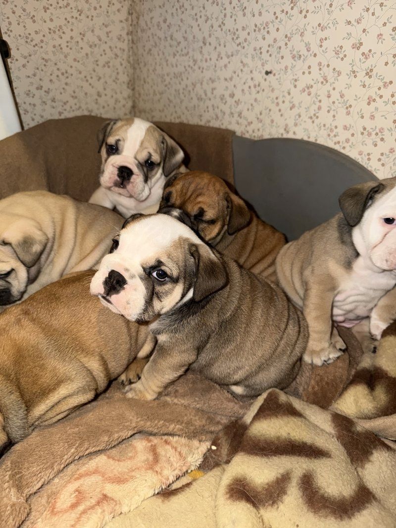Ausgebildete Englische Bulldoggenwelpen zu verkaufen