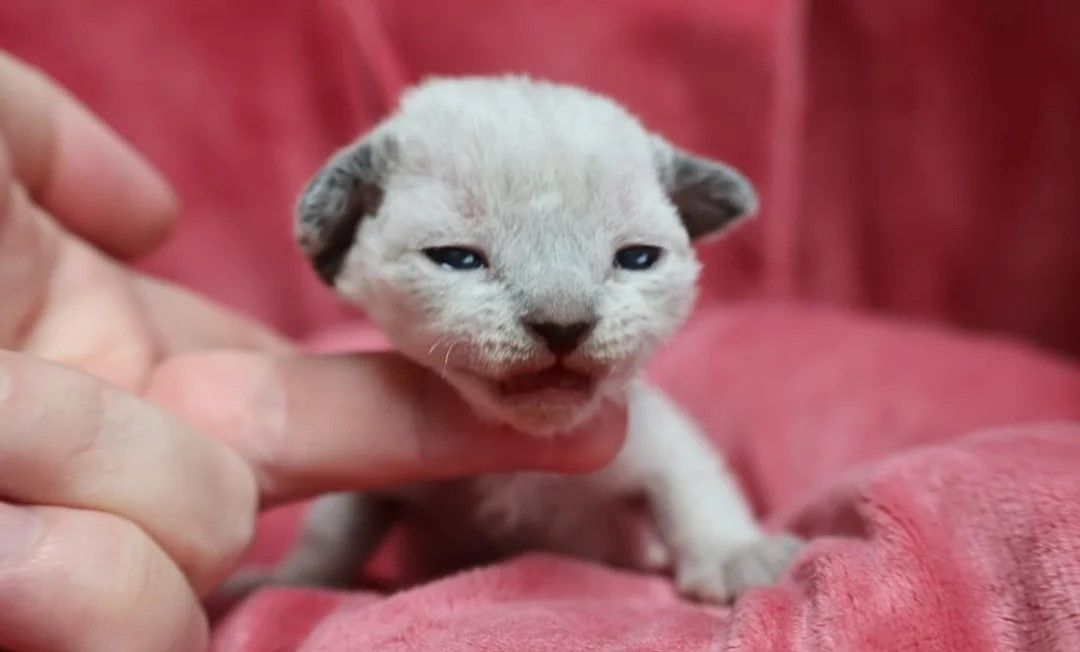 Reinrassige Devon Rex-Kätzchen
