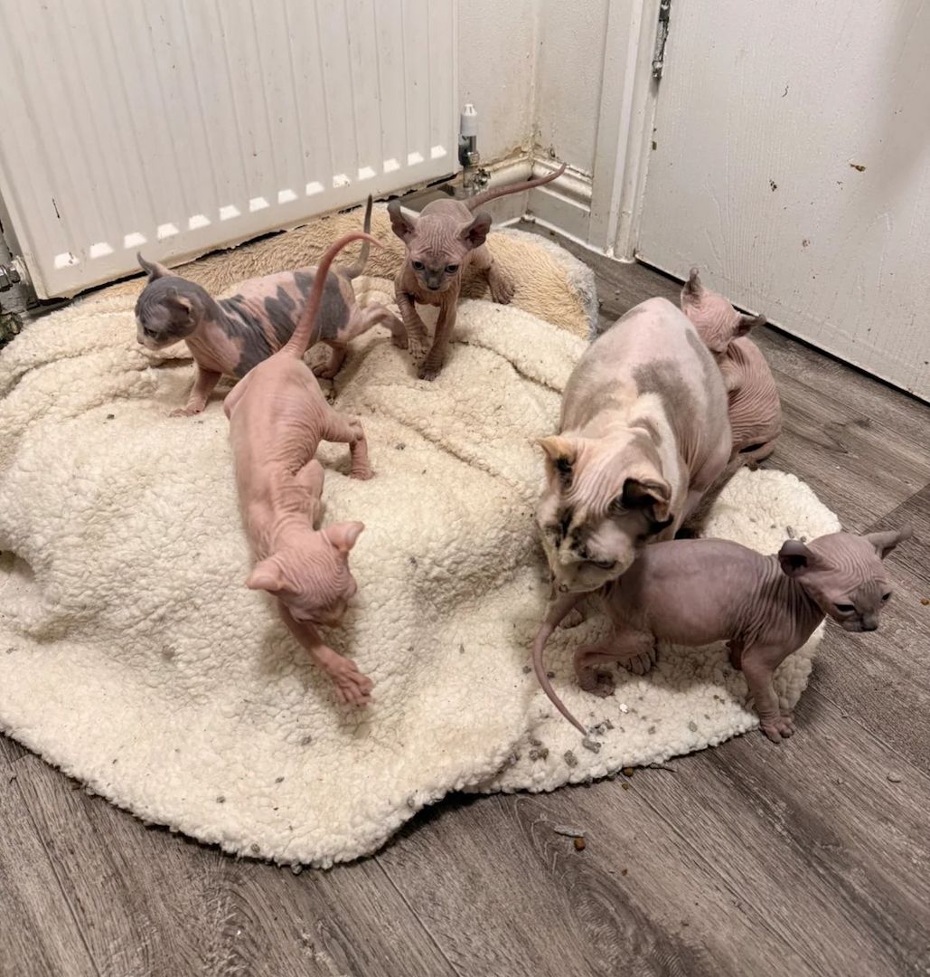 Sechs wunderschöne Sphynx-Katzen zu verkaufen