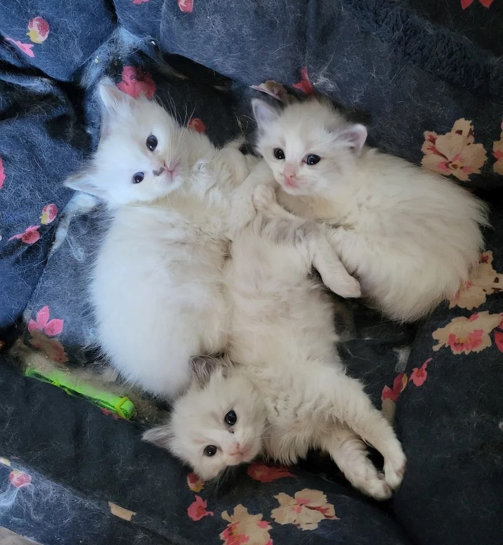 wunderschöne Ragdoll-Kätzchen