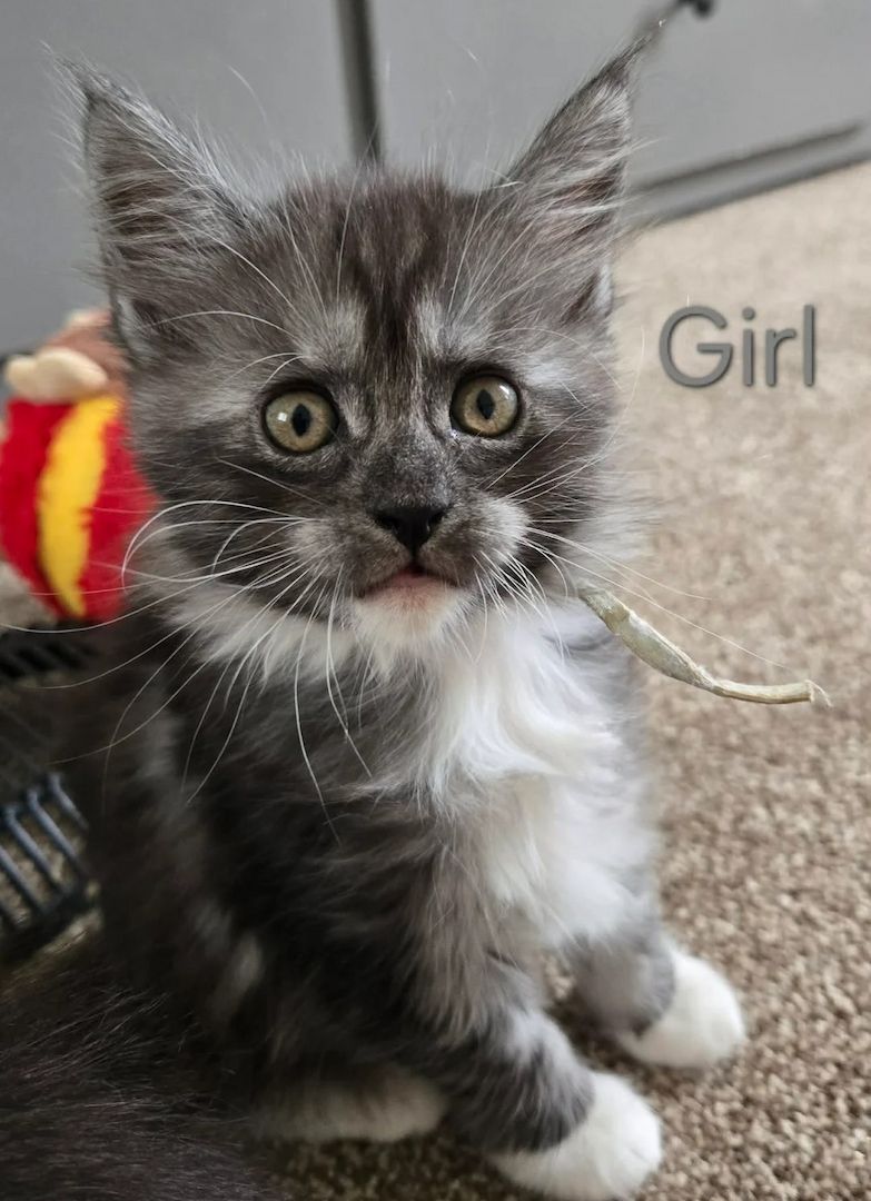Maine-Coon-Kätzchen
