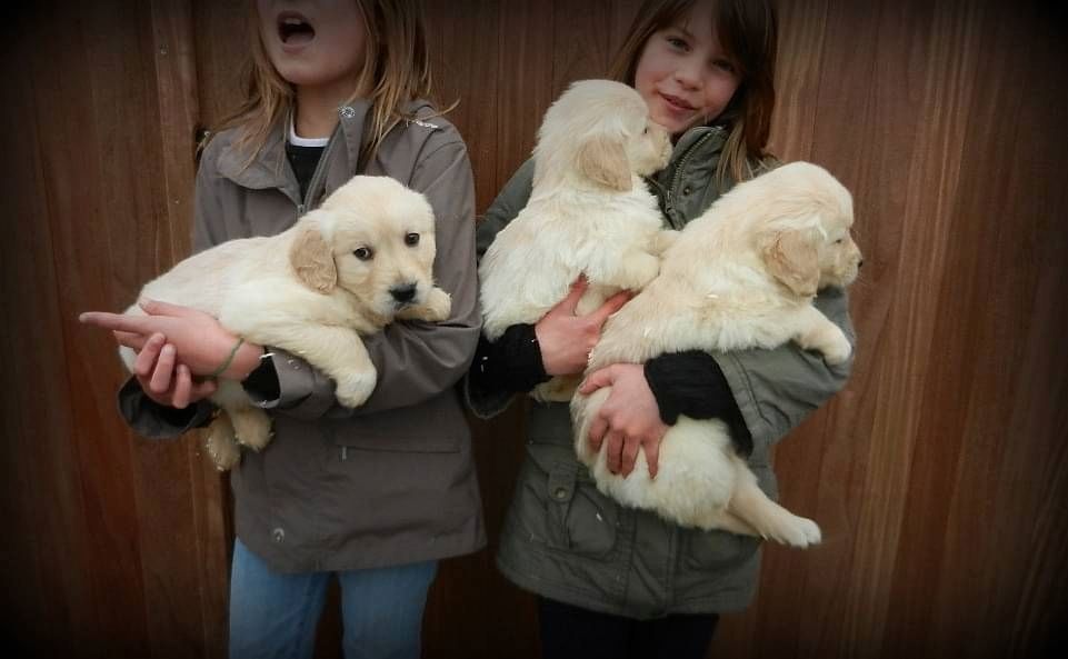 Golden Retriever Welpen