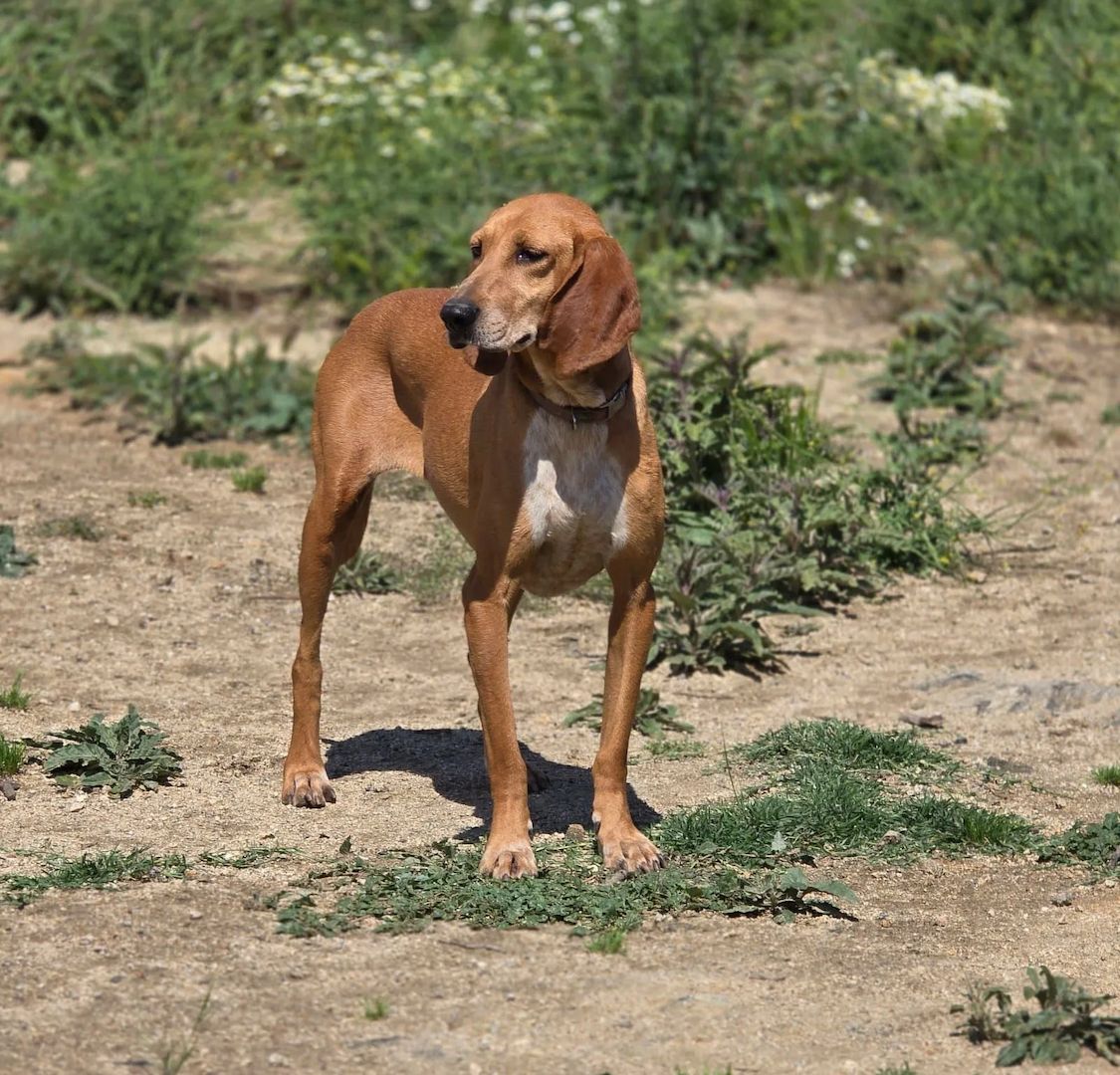 Maila