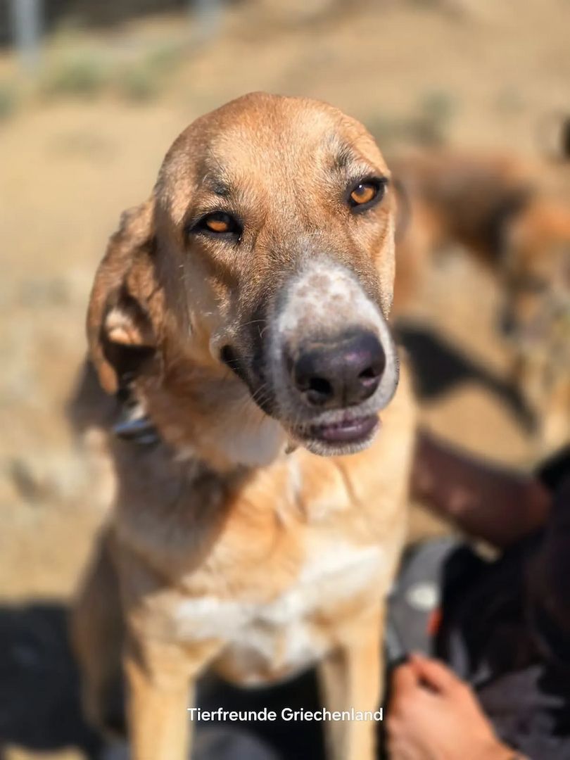 Bibi