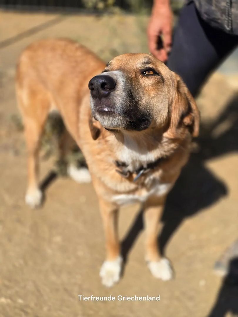 Bibi