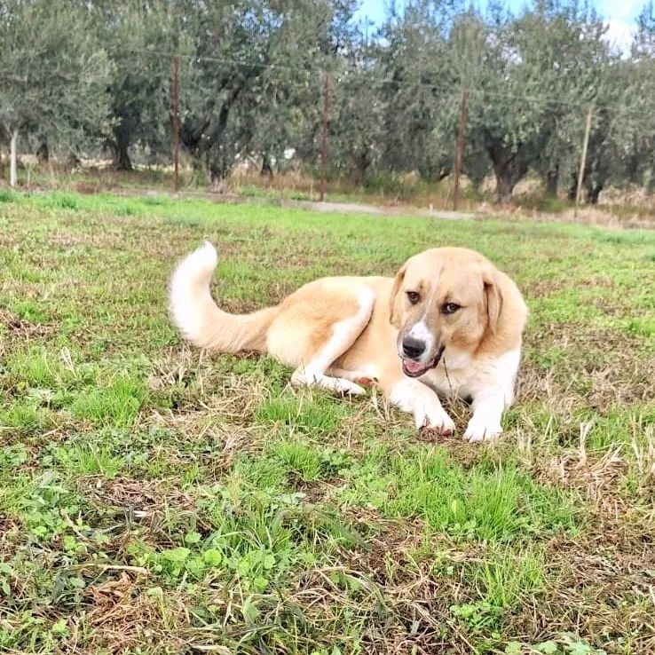 Leni