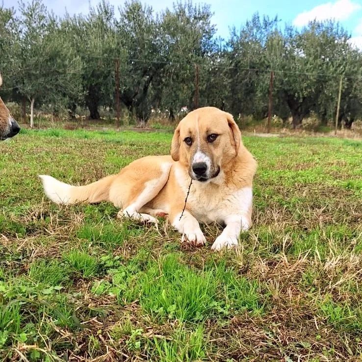 Leni