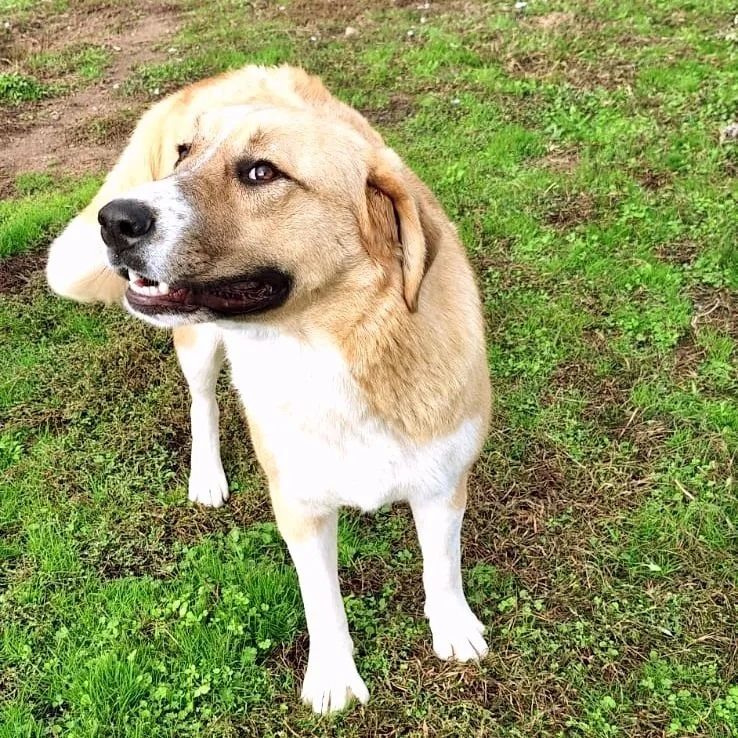 Leni