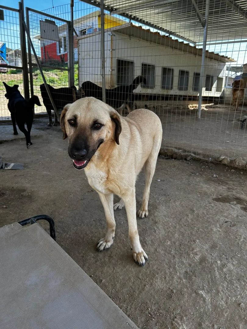 Brunella