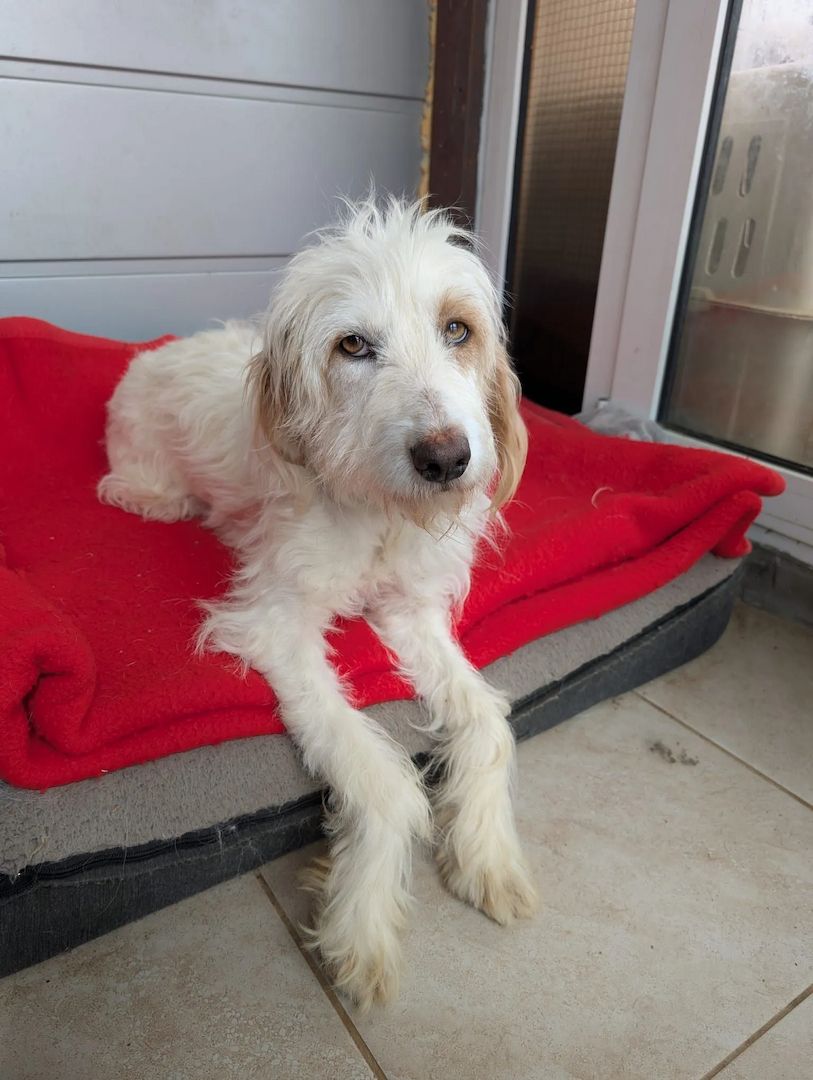 Valentina (Pflegestelle gesucht dringend)