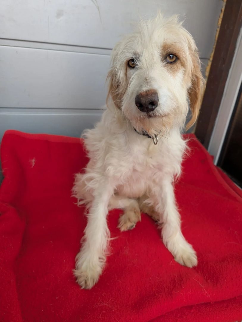 Valentina (Pflegestelle gesucht dringend)