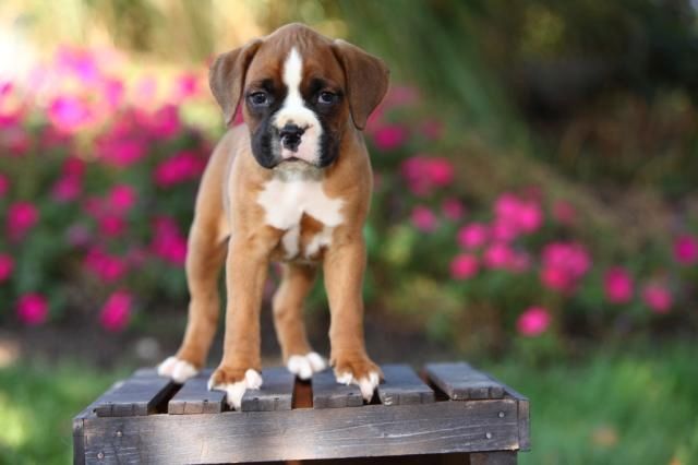 Boxer welpen mit Impfungen verfügbar.
