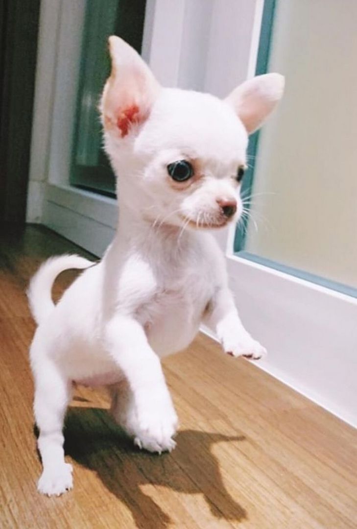 Kleine Chihuahua-Welpen zu verkaufen.