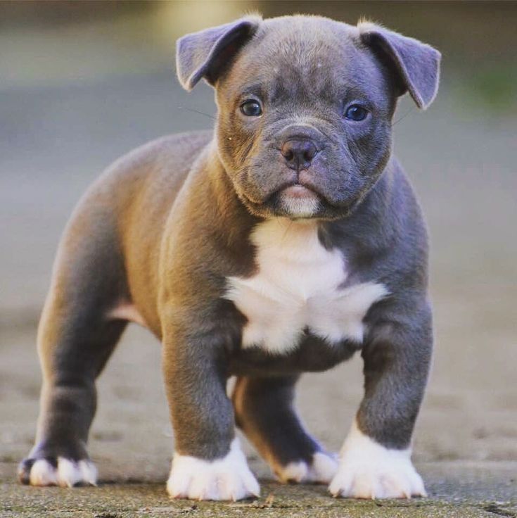 Amerikanische Pitbull-Welpen zu verkaufen