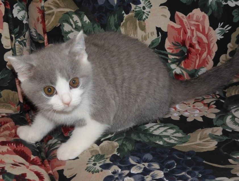 Britisch Kurzhaar (BKH), Katzenbabies, Katzenbabys, Kitten, (m/w)