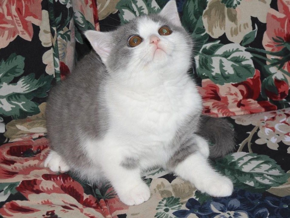 Britisch Kurzhaar (BKH), Katzenbabies, Katzenbabys, Kitten, (m/w)
