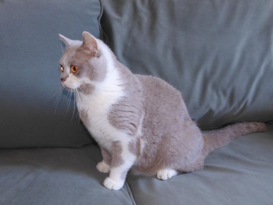 Britisch Kurzhaar (BKH), Katzenbabies, Katzenbabys, Kitten, (m/w)