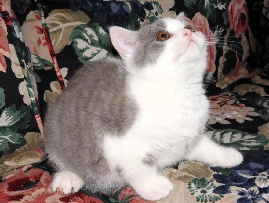 Britisch Kurzhaar (BKH), Katzenbabies, Katzenbabys, Kitten, (m/w)