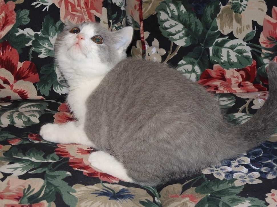 Britisch Kurzhaar (BKH), Katzenbabies, Katzenbabys, Kitten, (m/w)