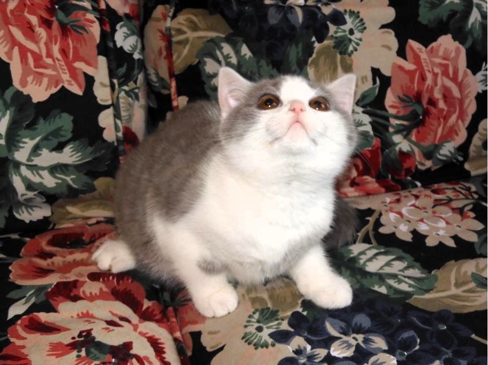Britisch Kurzhaar (BKH), Katzenbabies, Katzenbabys, Kitten, (m/w)