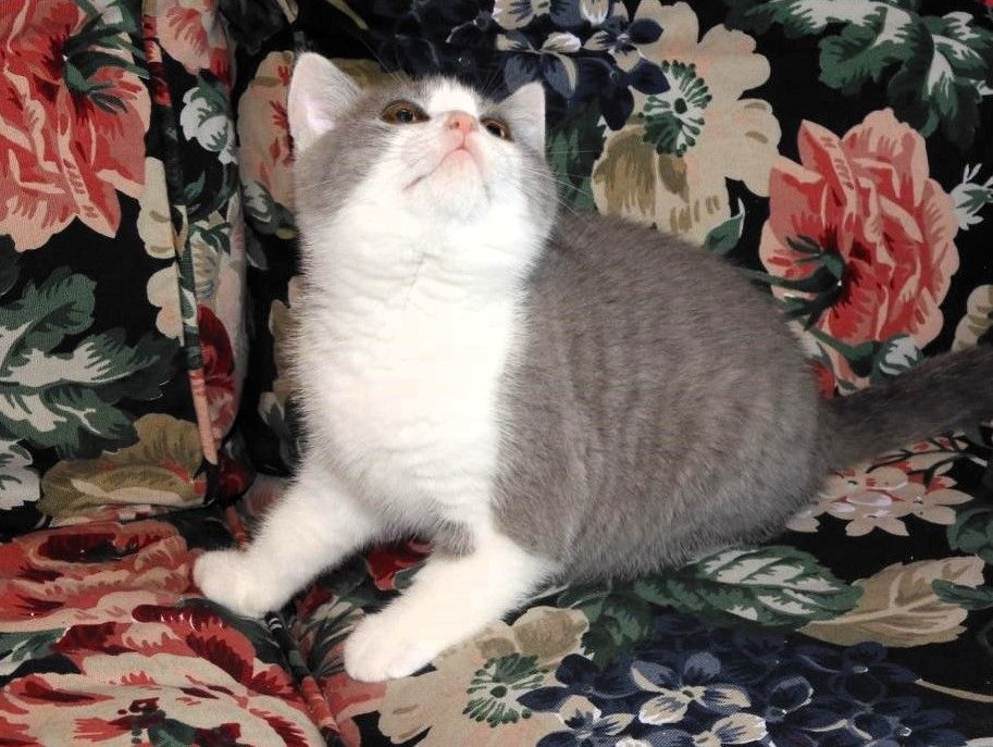 Britisch Kurzhaar (BKH), Katzenbabies, Katzenbabys, Kitten, (m/w)