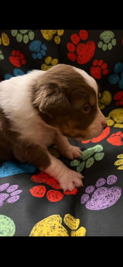 Wunderschöne Australian Sheperd Welpen