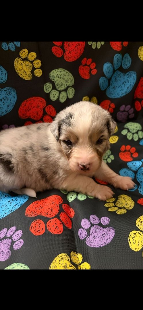 Wunderschöne Australian Sheperd Welpen