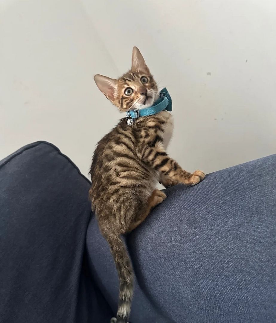 Wunderschöne Bengal-Kätzchen