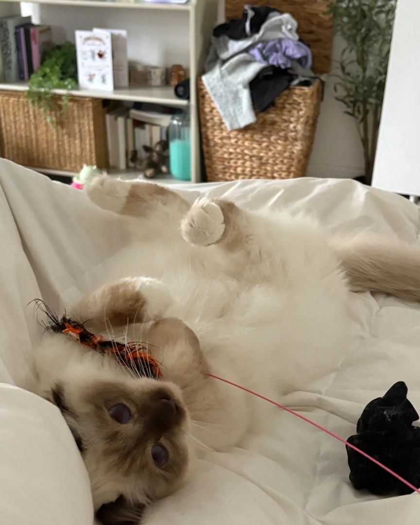 Birma-Kater