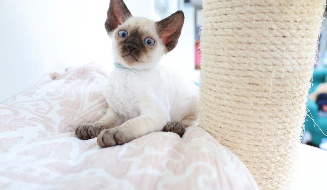 Wunderschöne Devon Rex-Kätzchen