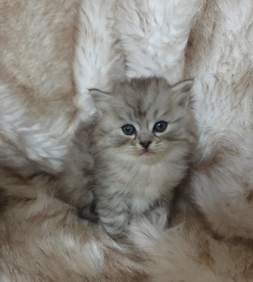 Chinchilla-Perserkätzchen