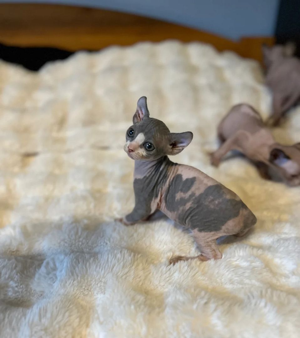 wunderschöne Sphinx-Kätzchen