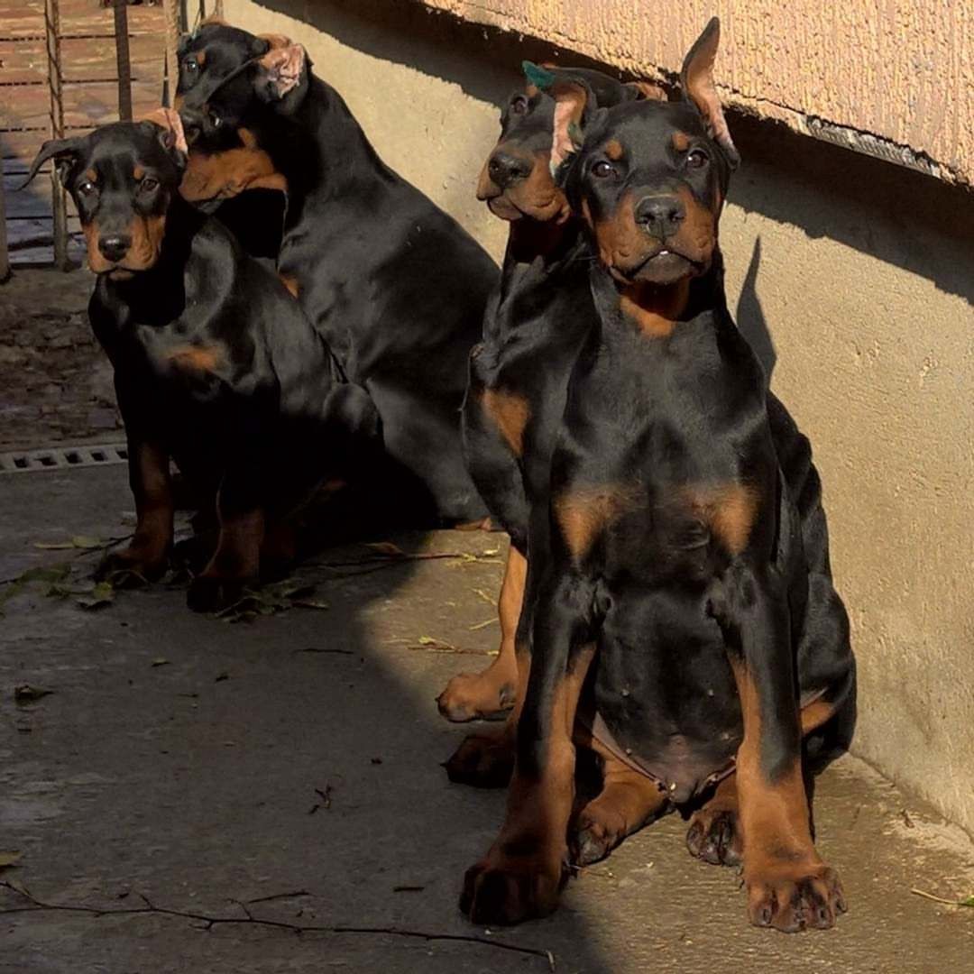 Dobermann Welpen aus kontrollierter FCI-Zucht