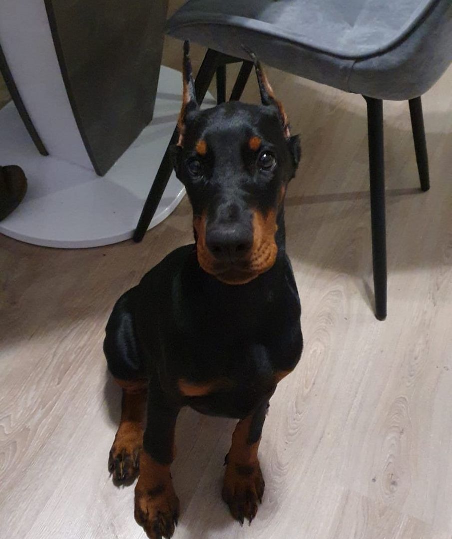Dobermann Welpen aus kontrollierter FCI-Zucht