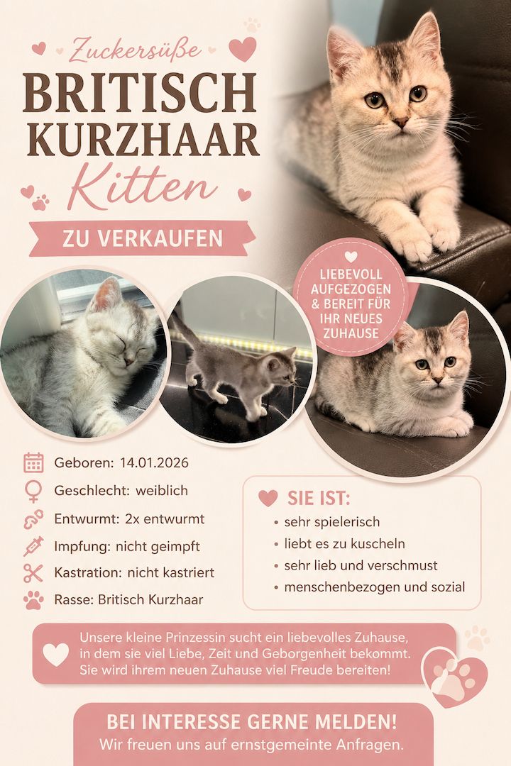 Britisch Kurzhaar Kitten zu verkaufen