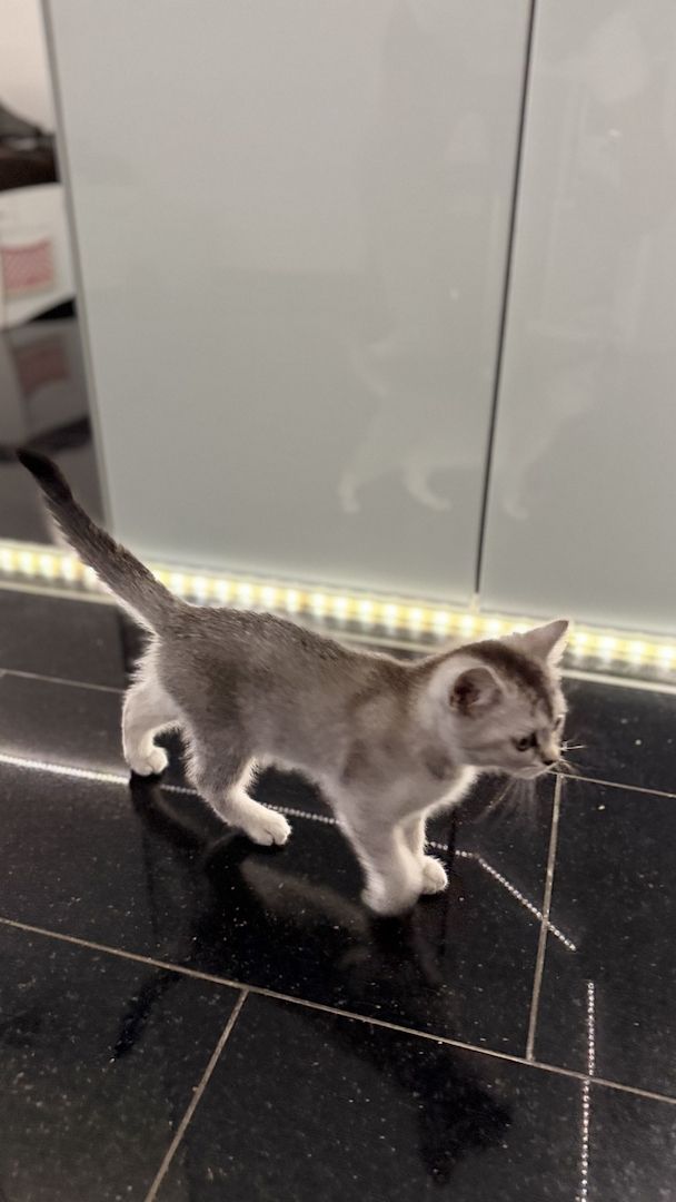 Britisch Kurzhaar Kitten zu verkaufen