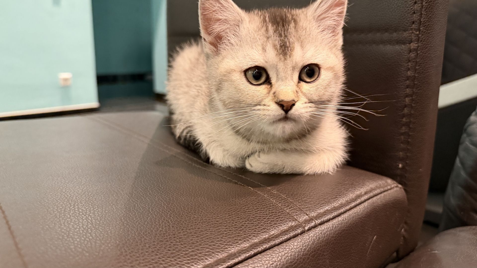 Britisch Kurzhaar Kitten zu verkaufen