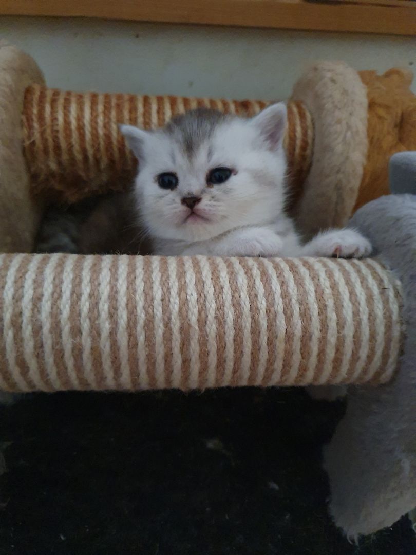 BKH Kitten silver shaded schönes süße
