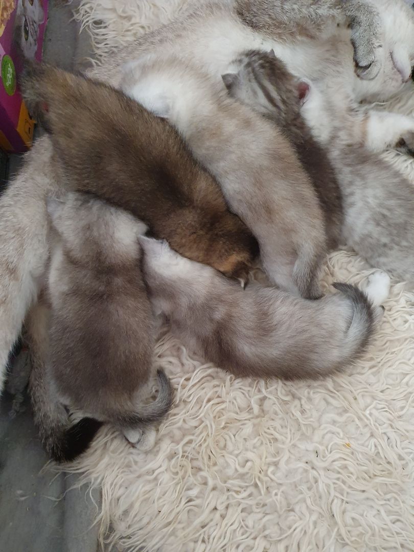 BKH Kitten silver shaded schönes süße