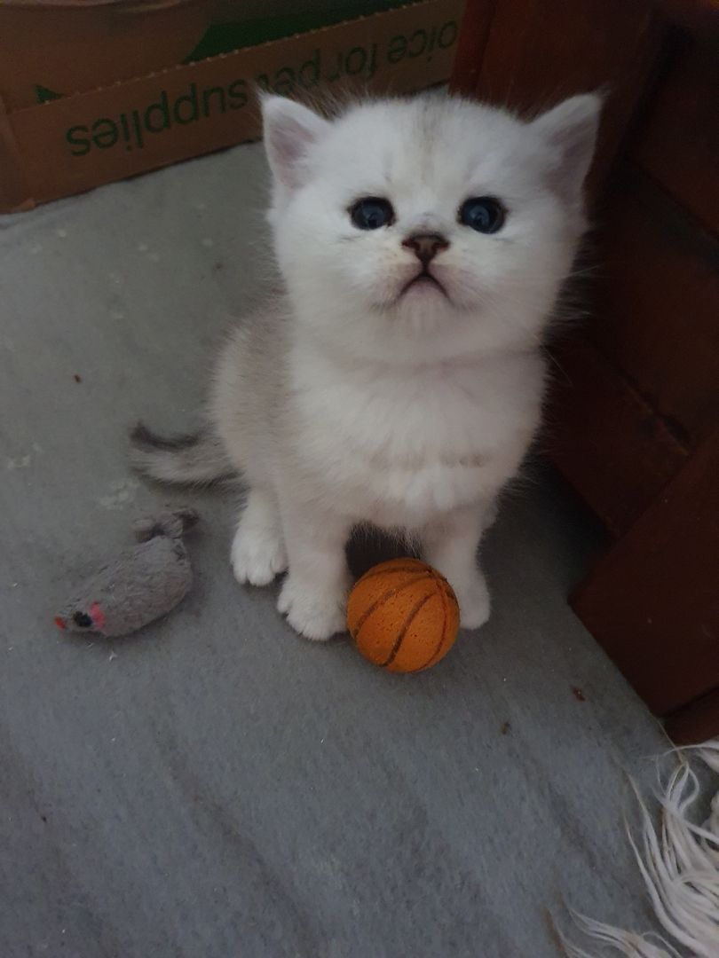BKH Kitten silver shaded schönes süße