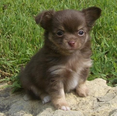 MINI chihuahua welpen mit Papieren