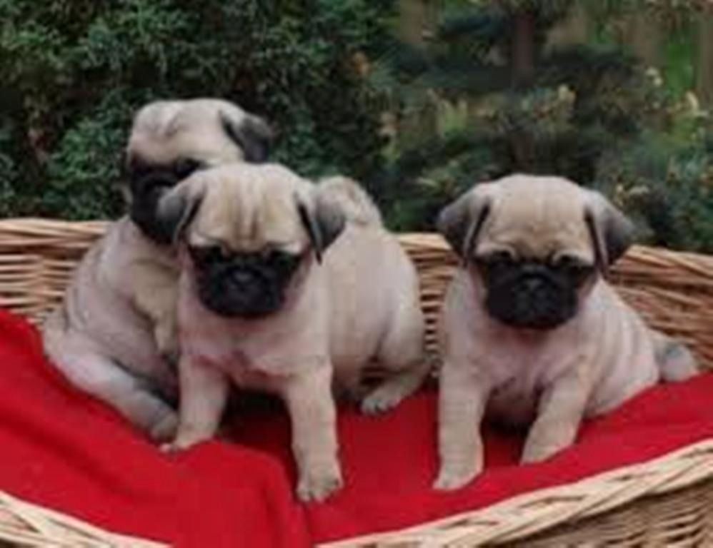 Mops welpen-W m
