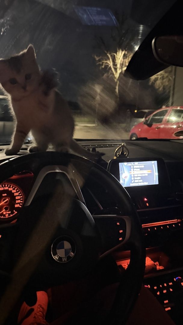 Britisch Kurzhaar Kitten (weiblich) sucht liebevolles Zuhause