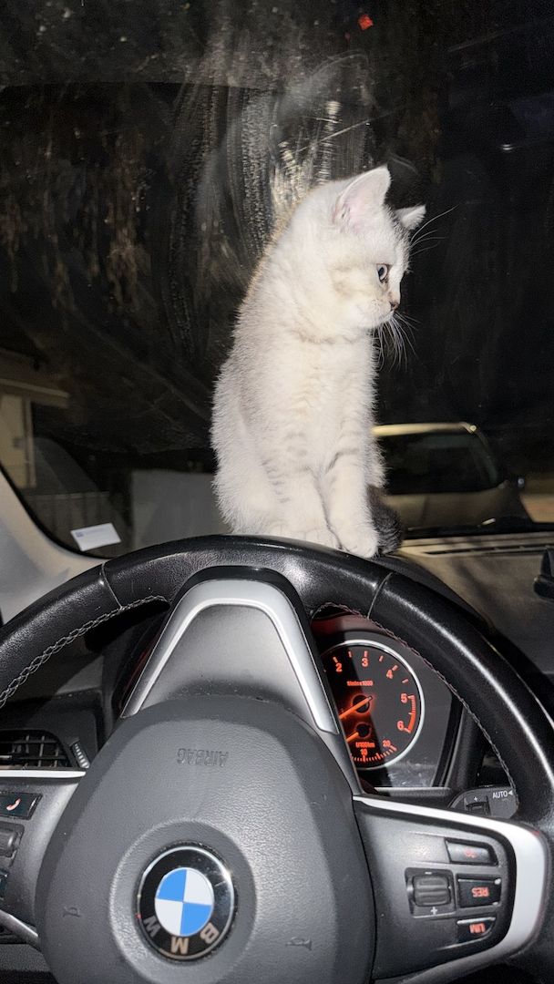 Britisch Kurzhaar Kitten (weiblich) sucht liebevolles Zuhause