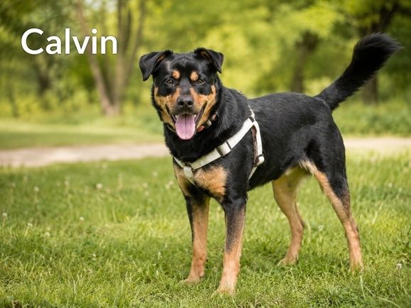 Calvin - sensibler Schatz möchte Ankommen