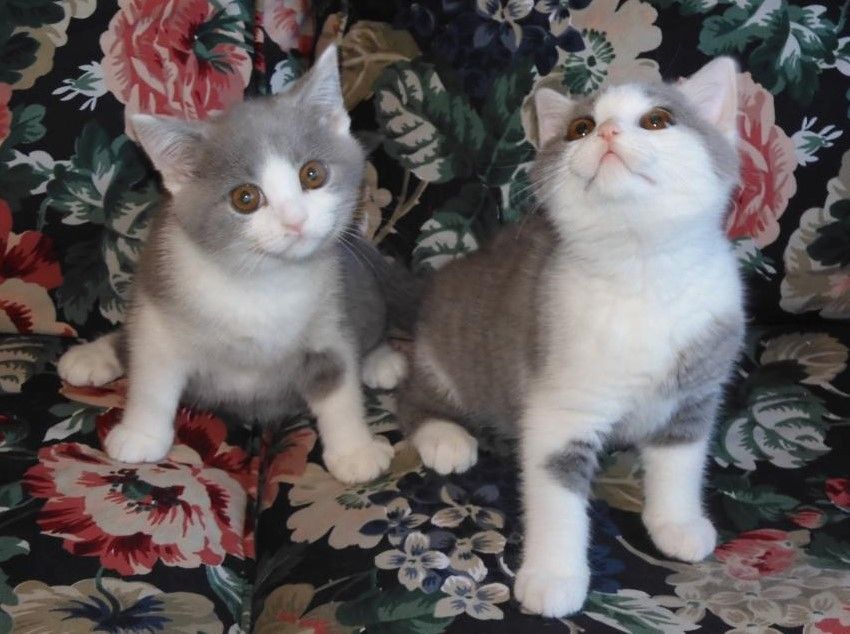 Britisch Kurzhaar (BKH), Katzenbabies, Katzenbabys, Kitten, (m/w)