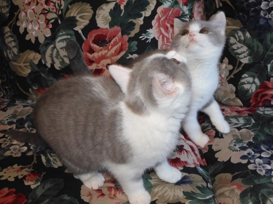 Britisch Kurzhaar (BKH), Katzenbabies, Katzenbabys, Kitten, (m/w)