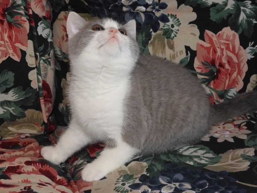 Britisch Kurzhaar (BKH), Katzenbabies, Katzenbabys, Kitten, (m/w)