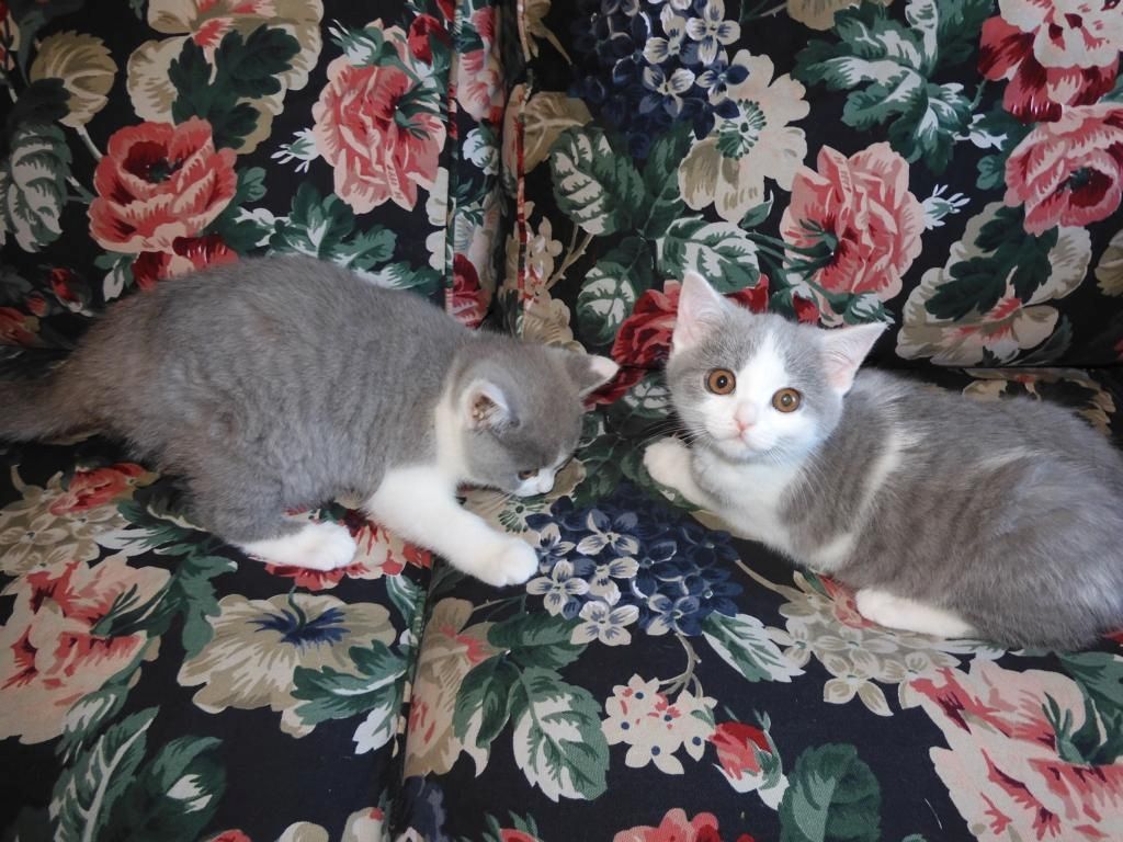 Britisch Kurzhaar (BKH), Katzenbabies, Katzenbabys, Kitten, (m/w)